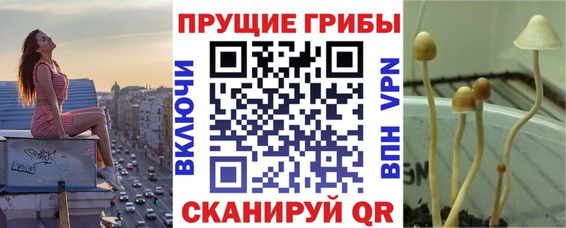 hydra ссылка Покровск Псилоцибиновые грибы мицелий
